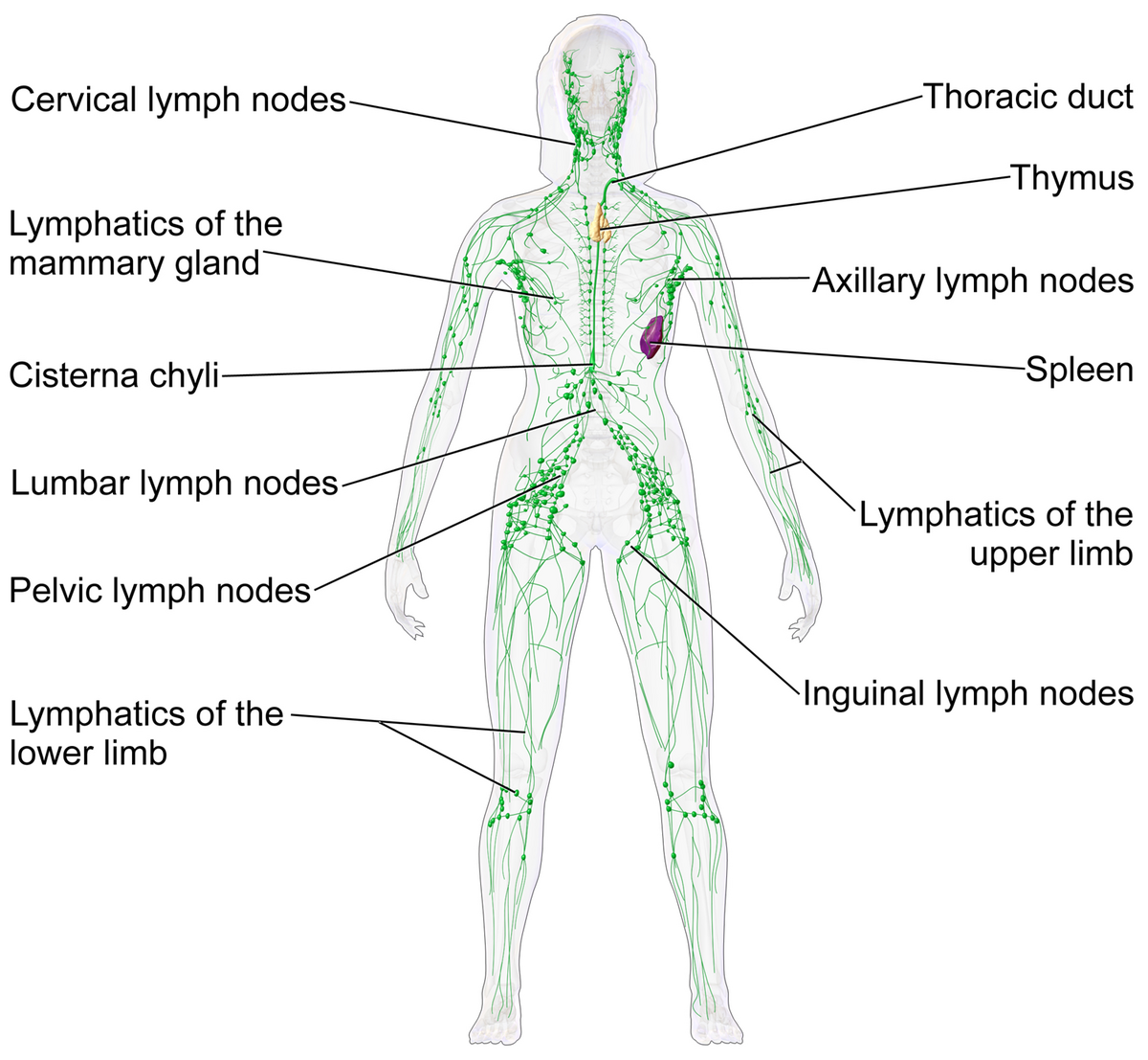 Lymphatic System Wikipedia Scientific Publishing The Lymphatic System Chart