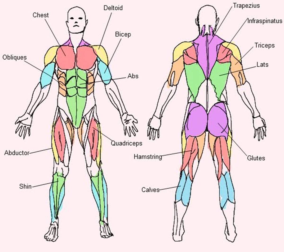 Major Muscle Groups Mrcolemita