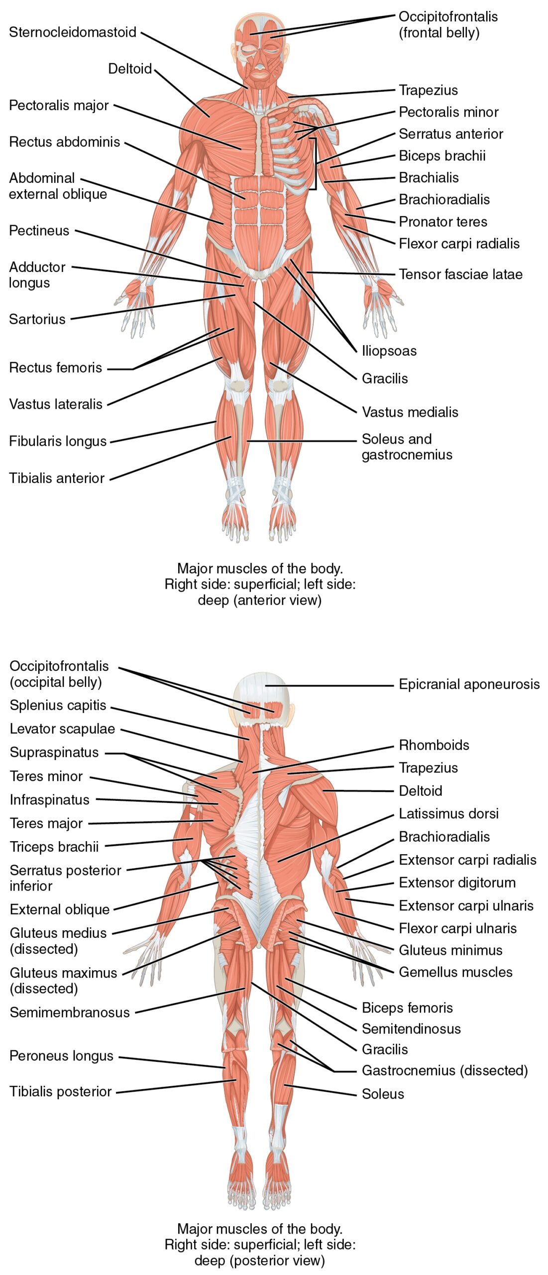 Major Skeletal Muscles Of Human Body And Interactions BIO103 Human Biology