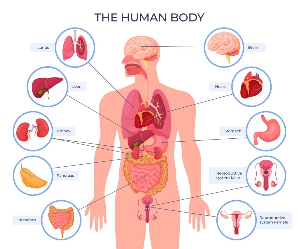 Male Body Diagram Home Health UK Male Body Diagram Home Health UK