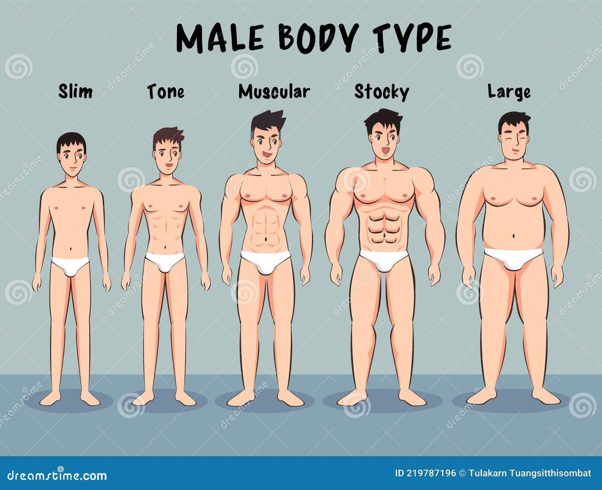 Male Body Type Cartoon Vector Stock Vector Illustration Of Mass Dude 219787196