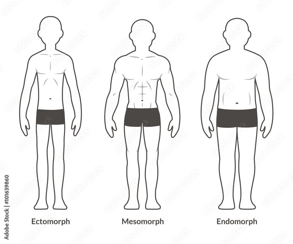 Male Body Type Chart Stock Vector Adobe Stock