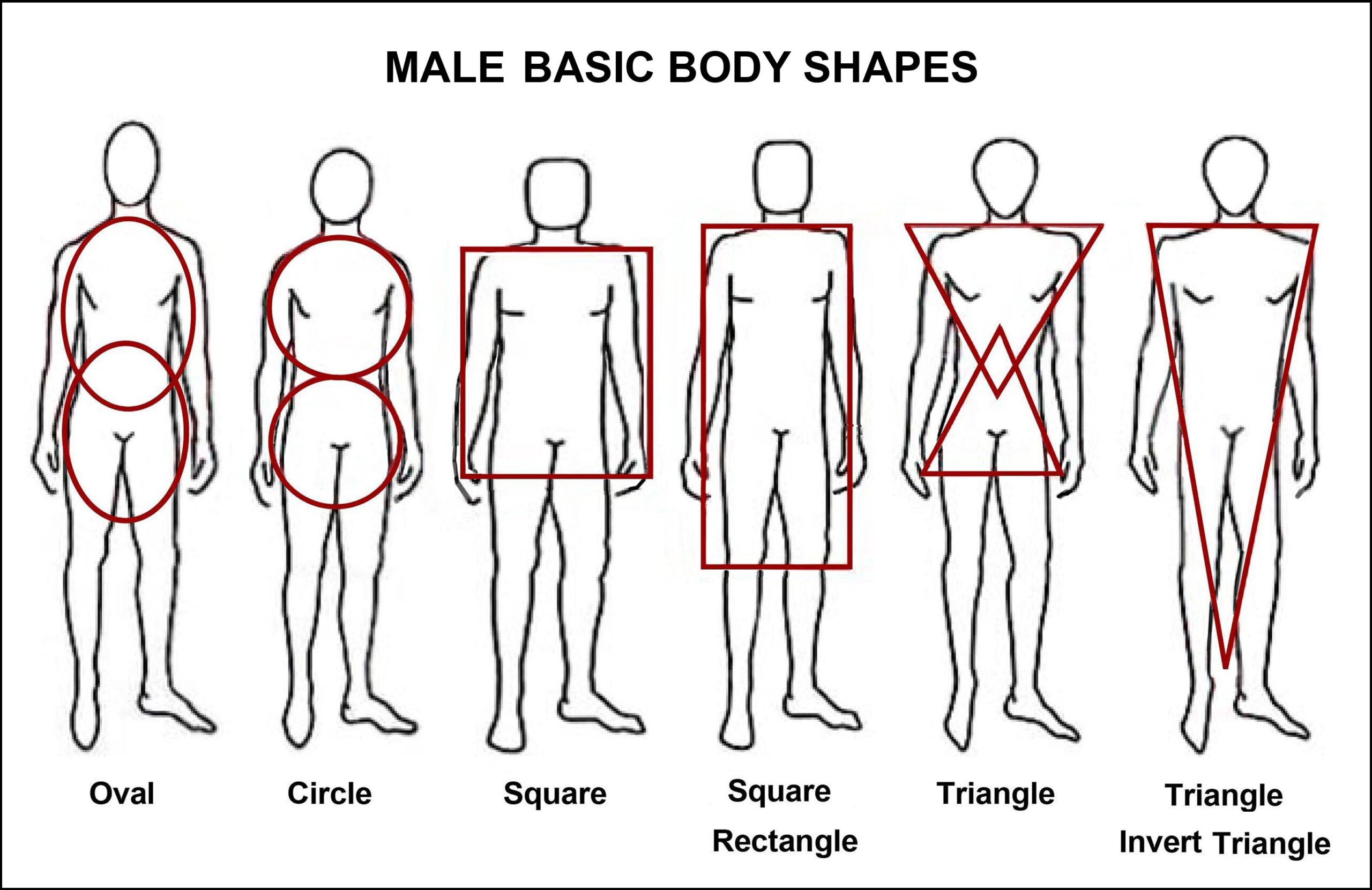 Male Body Types Chart Drawing Printable