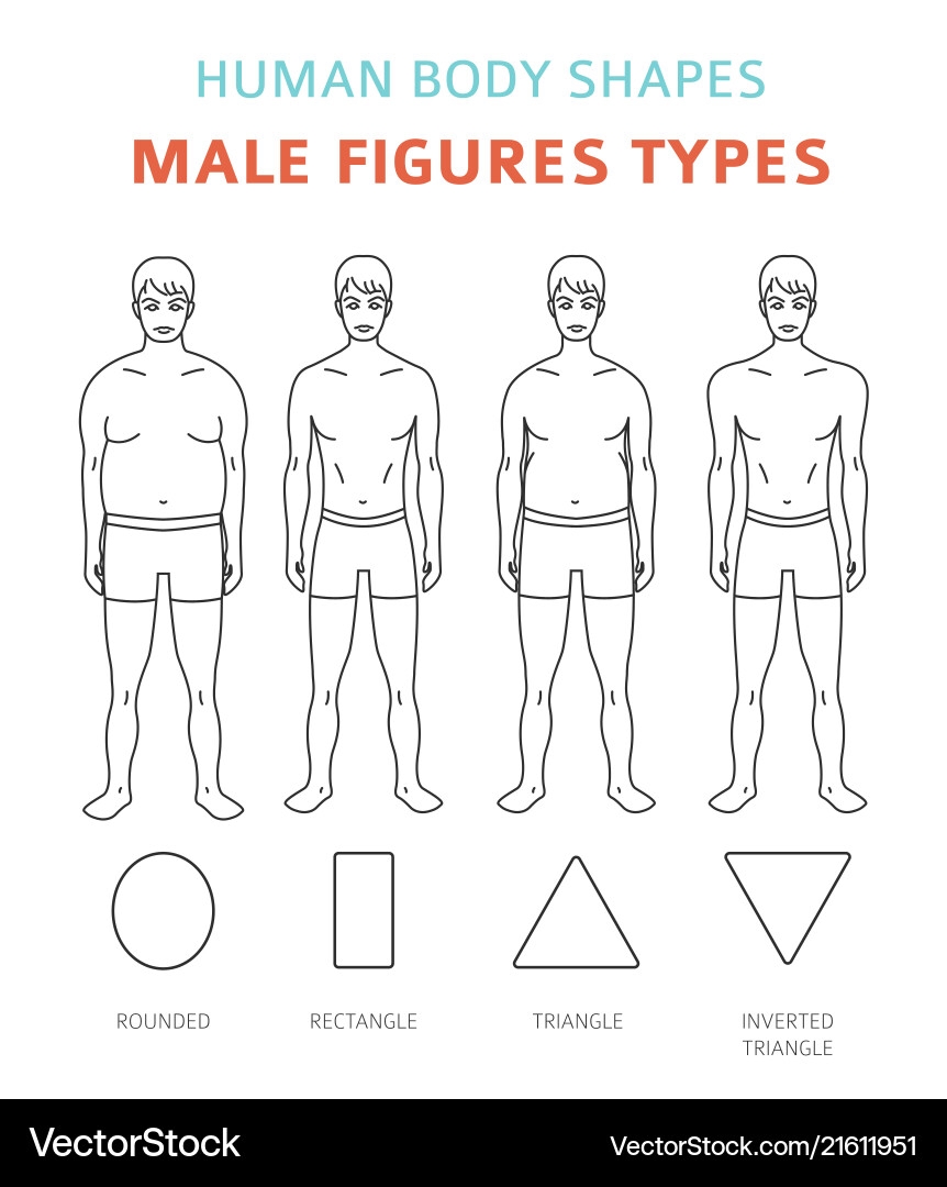Male Body Types Shape Set Royalty Free Vector VectorStock Male Body Type Cartoon Vector Stock Vector Illustration Of Mass Dude 219787196