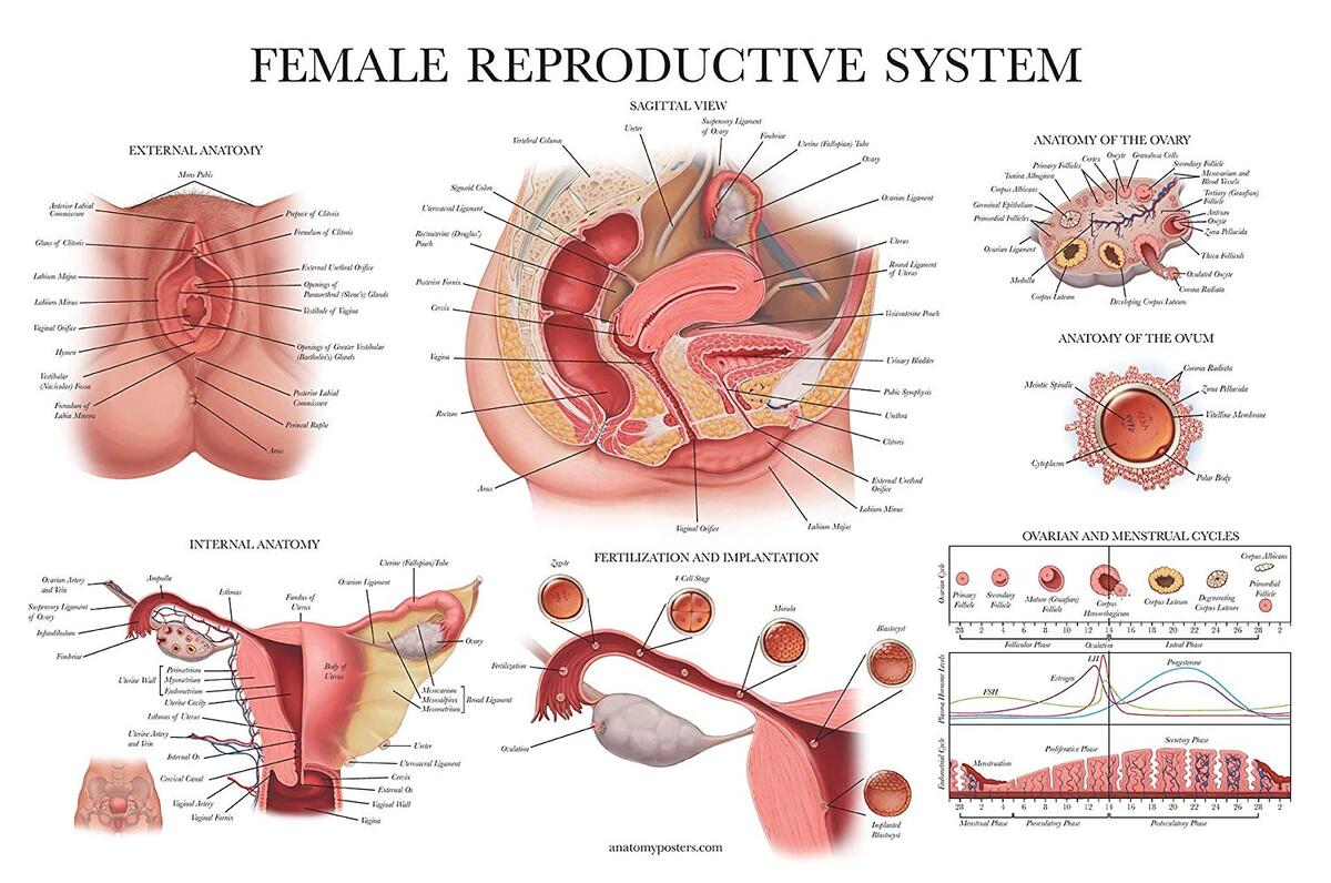 Male Female Reproductive System Anatomical Charts Anatomy Posters