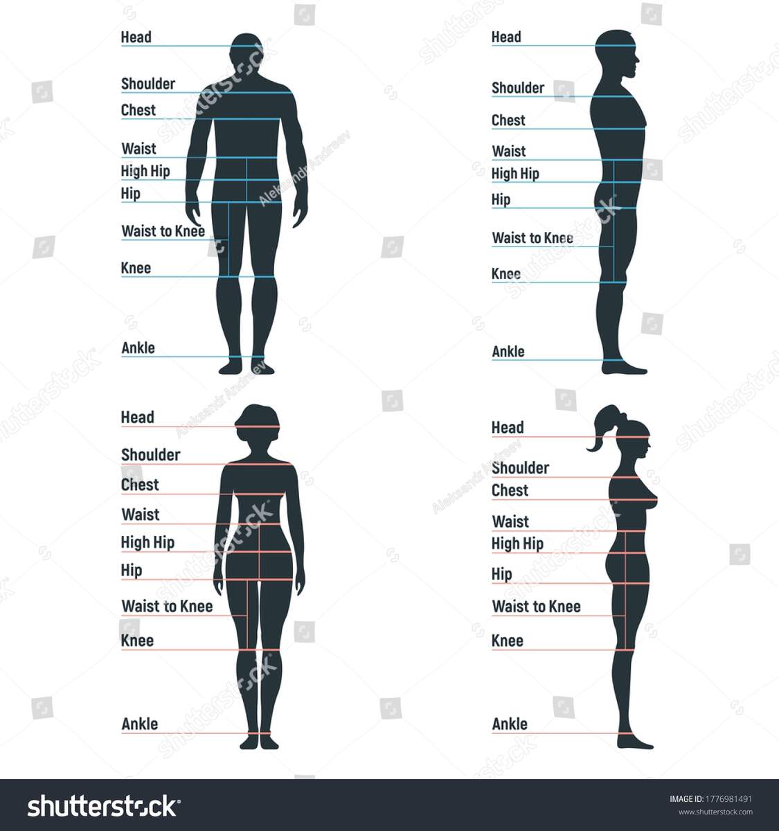 Male Female Size Chart Anatomy Human Stock Vector Royalty Free 1776981491 Shutterstock Male Female Size Chart Anatomy Human Stock Vector Royalty Free 1776981491 Shutterstock