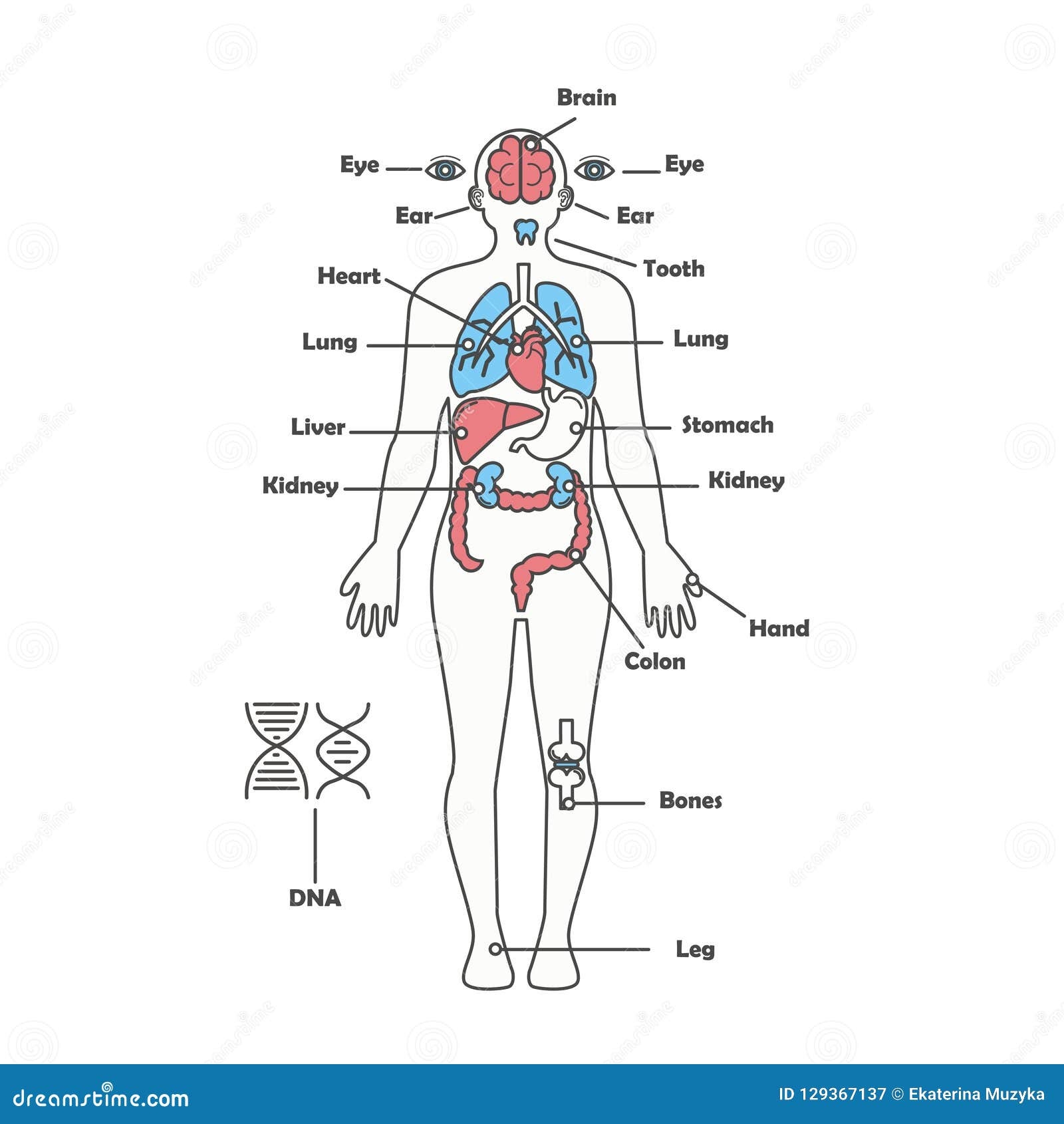 Male Human Anatomy Body Internal Organs Vector Diagram Stock Vector Illustration Of Intestines Body 129367137