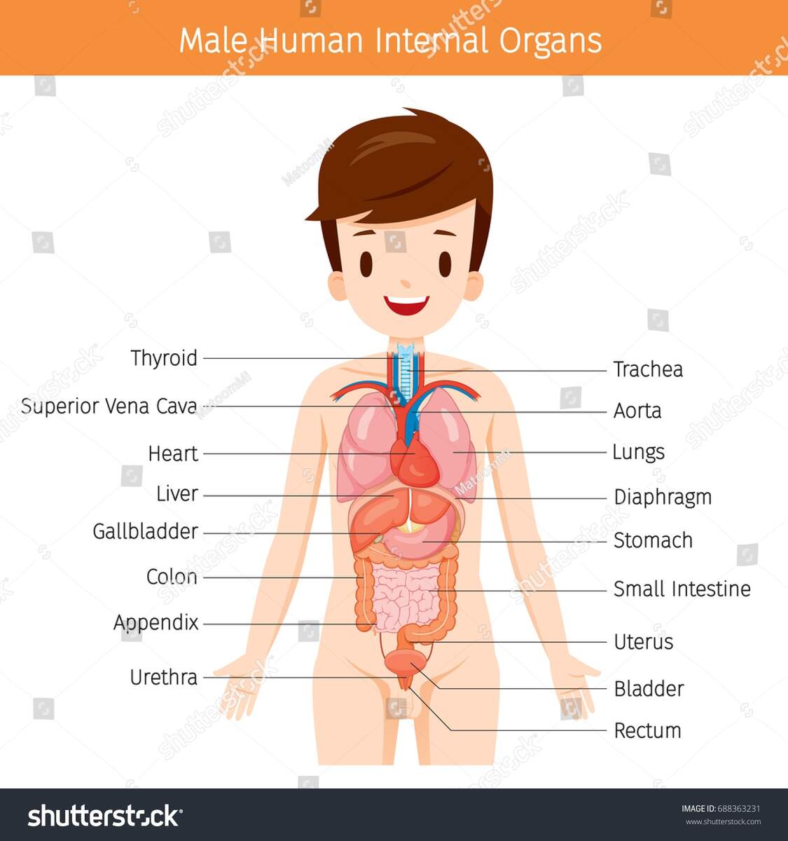 Male Human Anatomy Internal Organs Diagram Stock Vector Royalty Free 688363231 Shutterstock