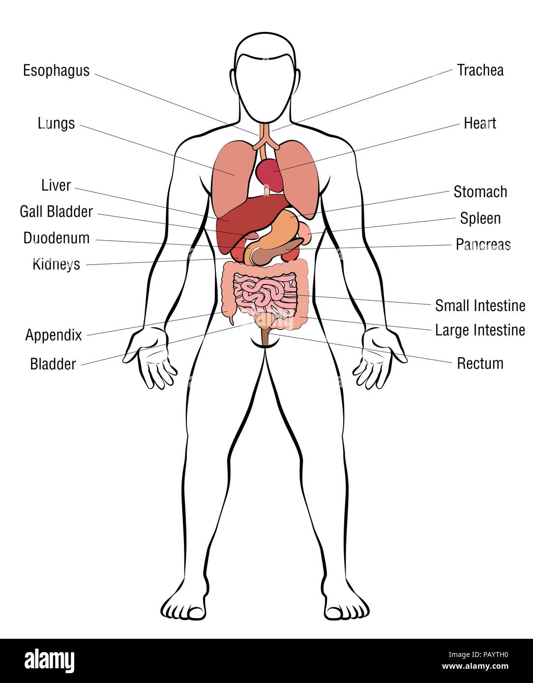 Male Human Anatomy Body Internal Organs Vector Diagram Stock Vector Illustration Of Intestines Body 129367137