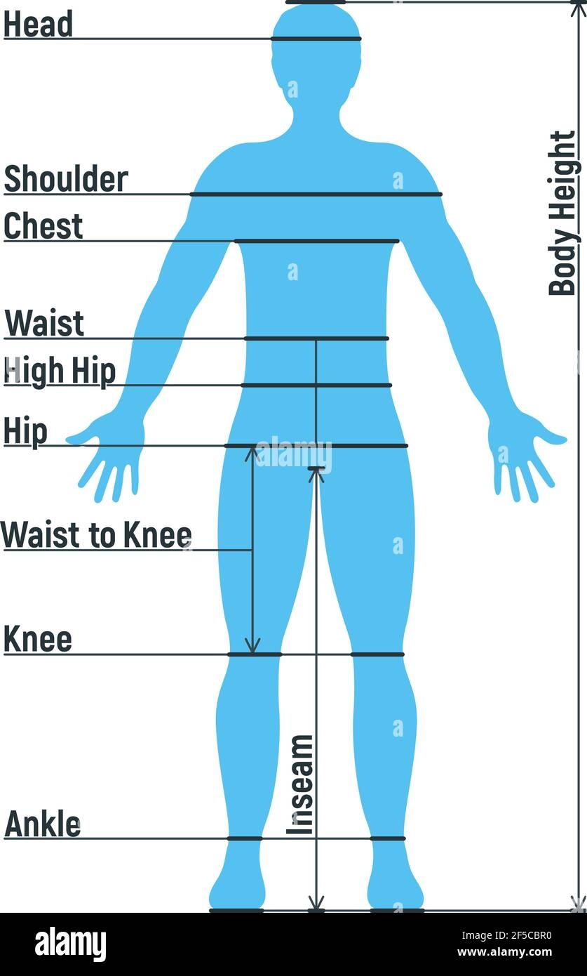 Male Size Chart Anatomy Human Character People Dummy Front And View Side Body Silhouette Isolated On White Flat Vector Illustration Cartoon Man Ma Stock Vector Image Art Alamy