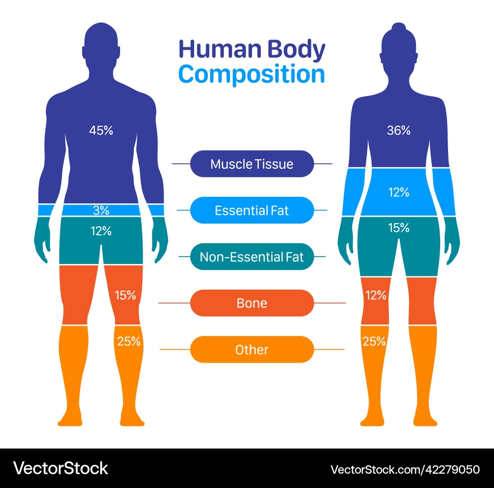 Male Vs Female Body Composition Chart Royalty Free Vector VectorStock