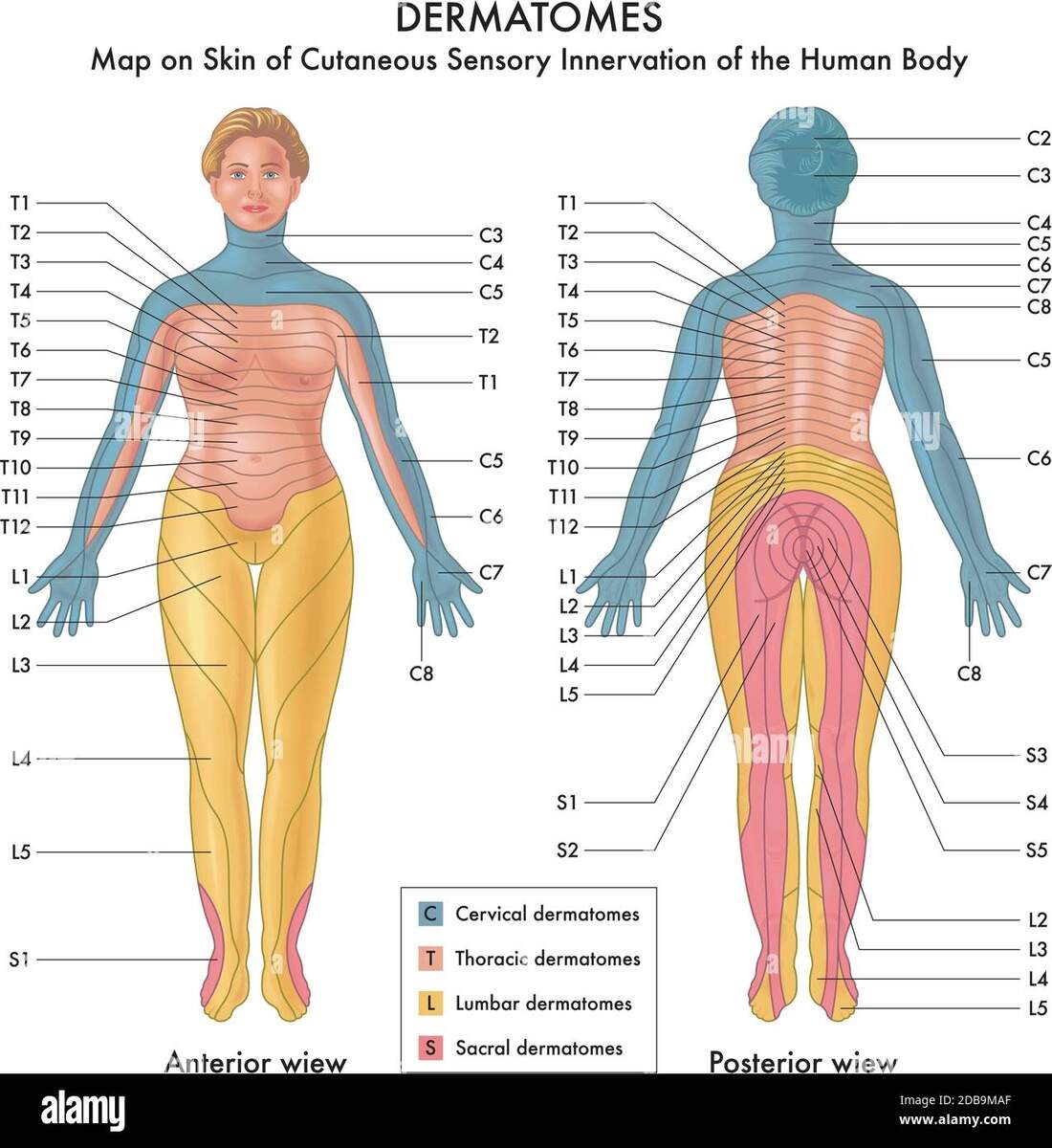The Integumentary System Scientific Publishing