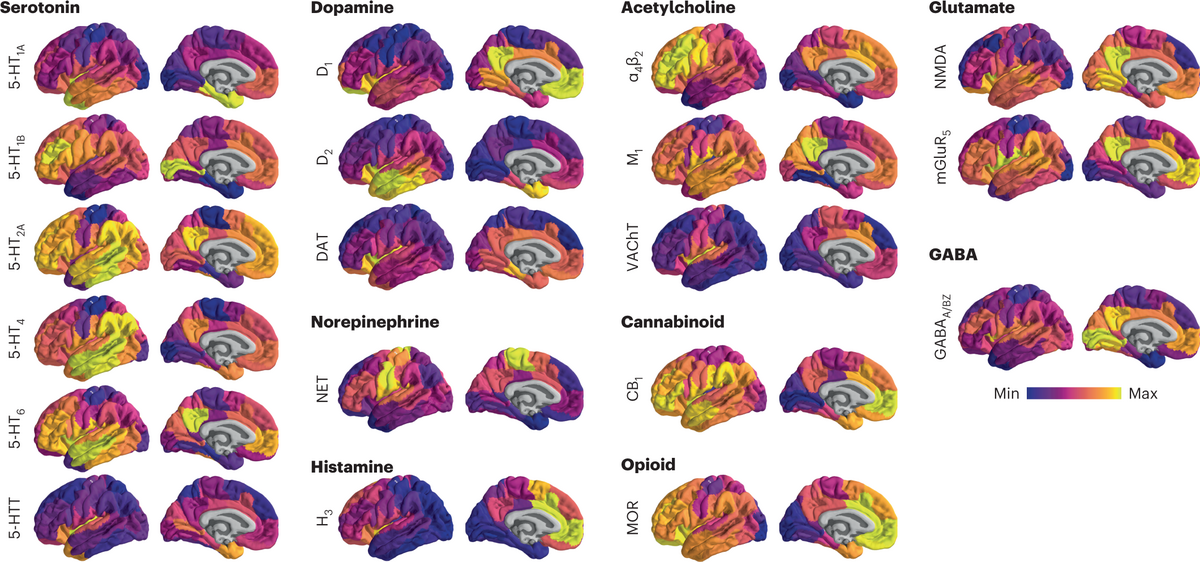 Mapping Neurotransmitter Systems To The Structural And Functional Organization Of The Human Neocortex Nature Neuroscience Mapping Neurotransmitter Systems To The Structural And Functional Organization Of The Human Neocortex Nature Neuroscience
