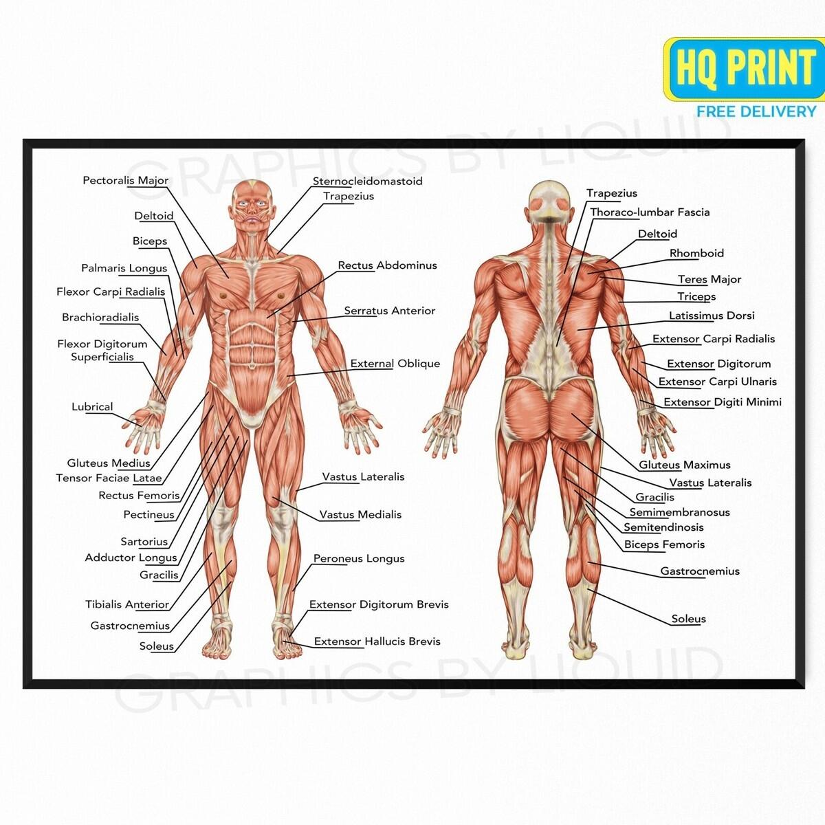 Maxwell Quick Medical Reference 2025 Human Muscular System Chart Laminated Quick Reference Guide For Medical Pros Body Mass Index Chart