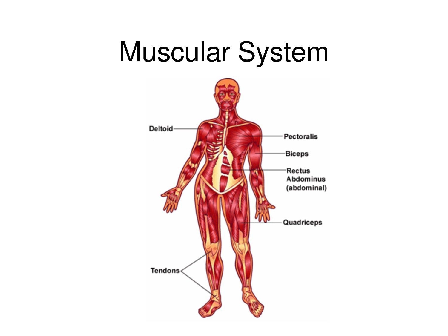 Maxwell Quick Medical Reference 2025 Human Muscular System Chart Laminated Quick Reference Guide For Medical Pros Body Mass Index Chart