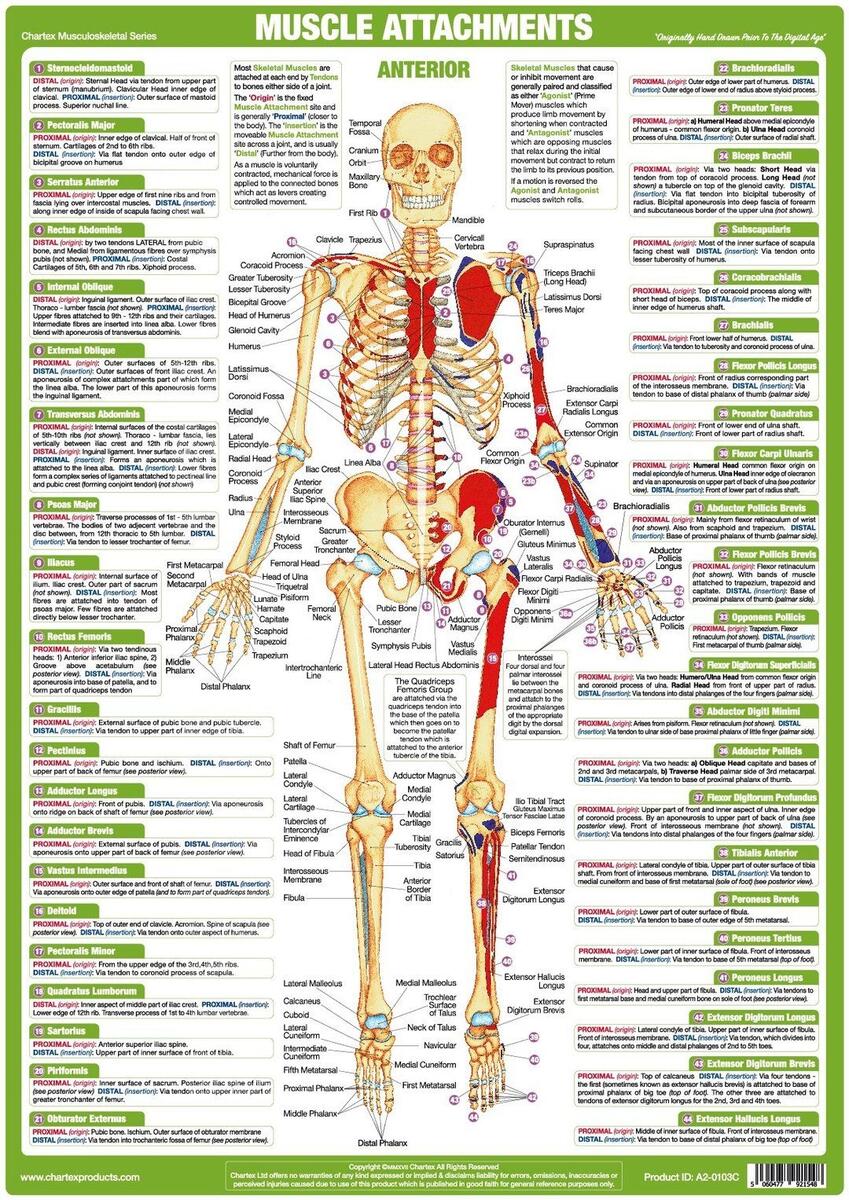 Maxwell Quick Medical Reference 2025 Human Muscular System Chart Laminated Quick Reference Guide For Medical Pros Body Mass Index Chart