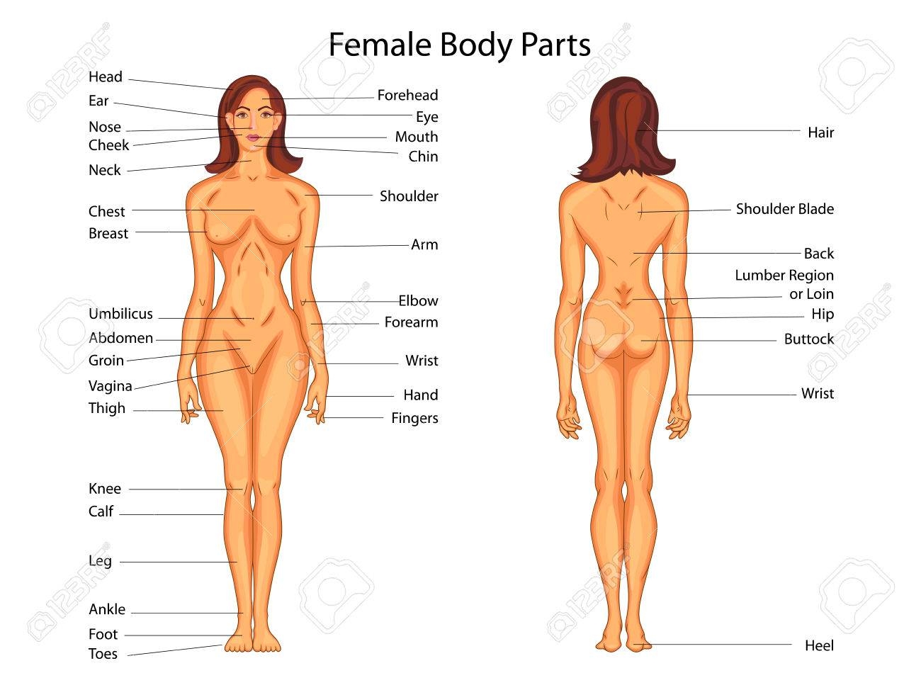 Human Body Anatomy Vector Woman Internal Stock Vector Royalty Free 1715639530 Shutterstock
