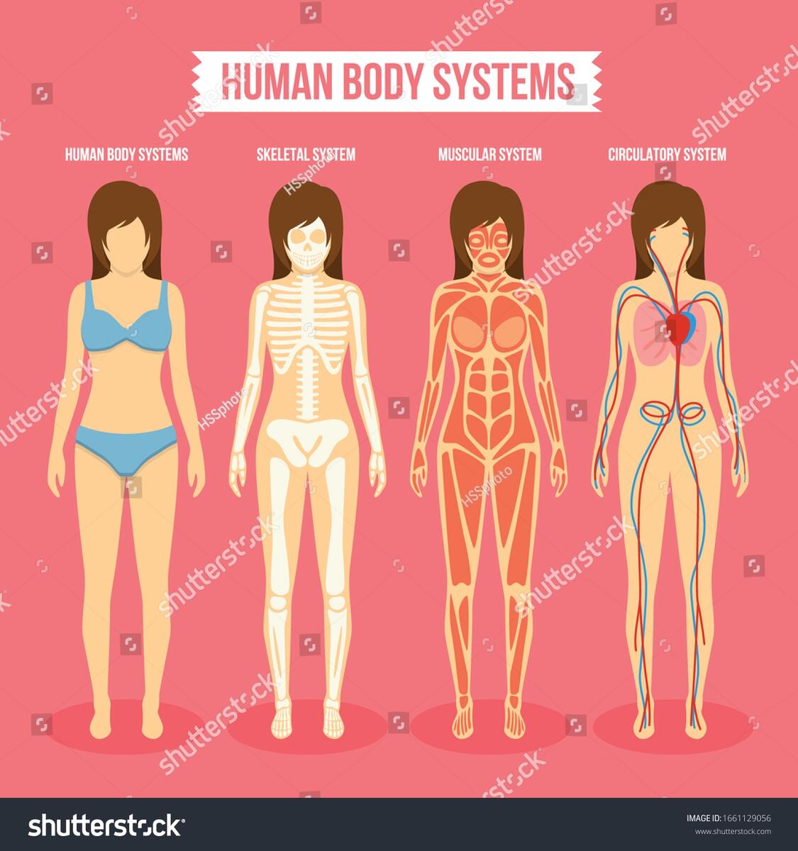 Medical Woman Body Anatomy Vector Illustration Stock Vector Royalty Free 1661129056 Shutterstock