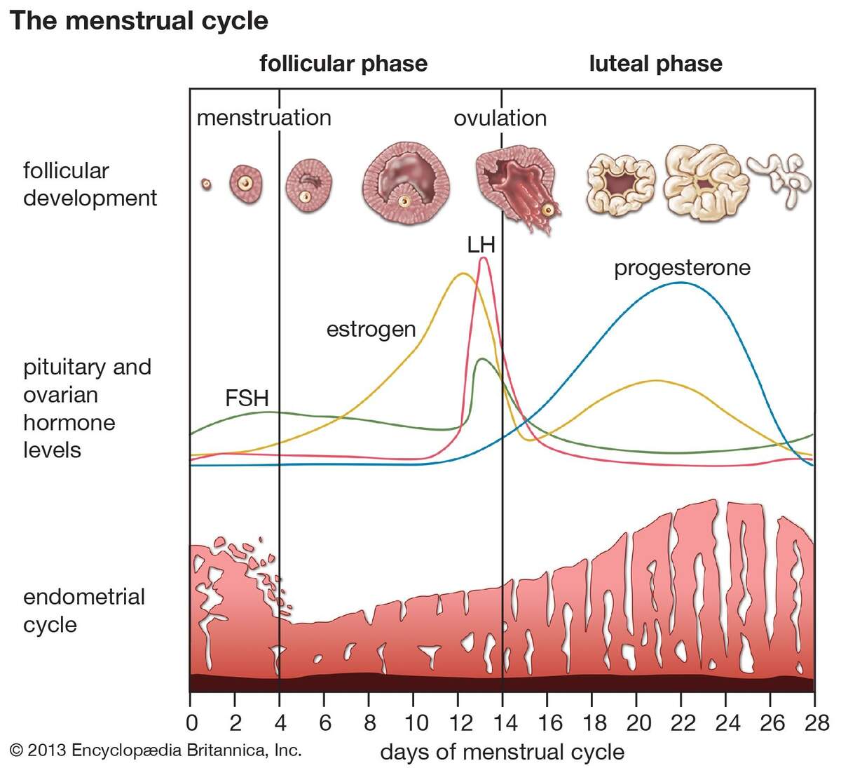 Menstrual Cycle Description Phases Hormonal Control Ovulation Menstruation Britannica