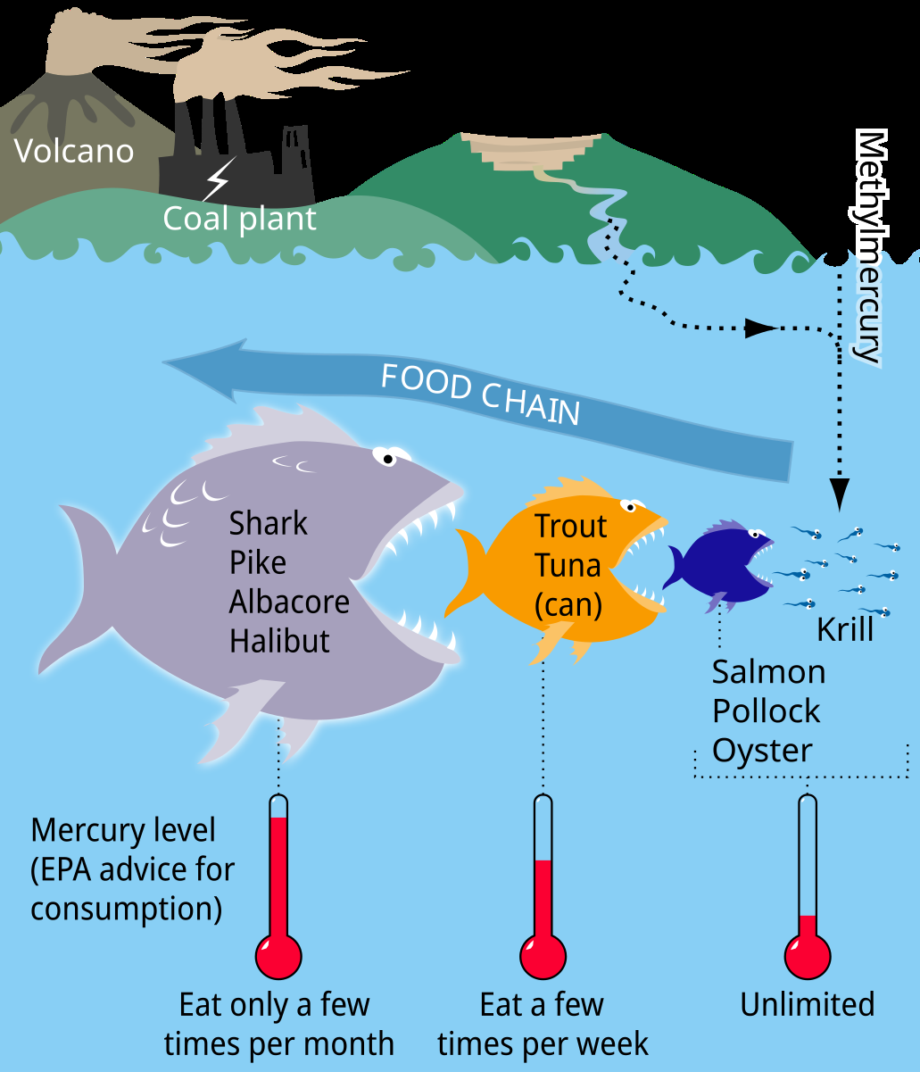 Mercury In Fish Wikipedia Mercury In Fish Wikipedia