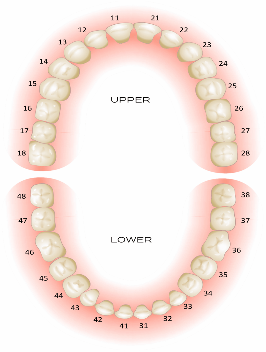 MERIDIAN TOOTH CHART Dr Roze Biohealth Clinic