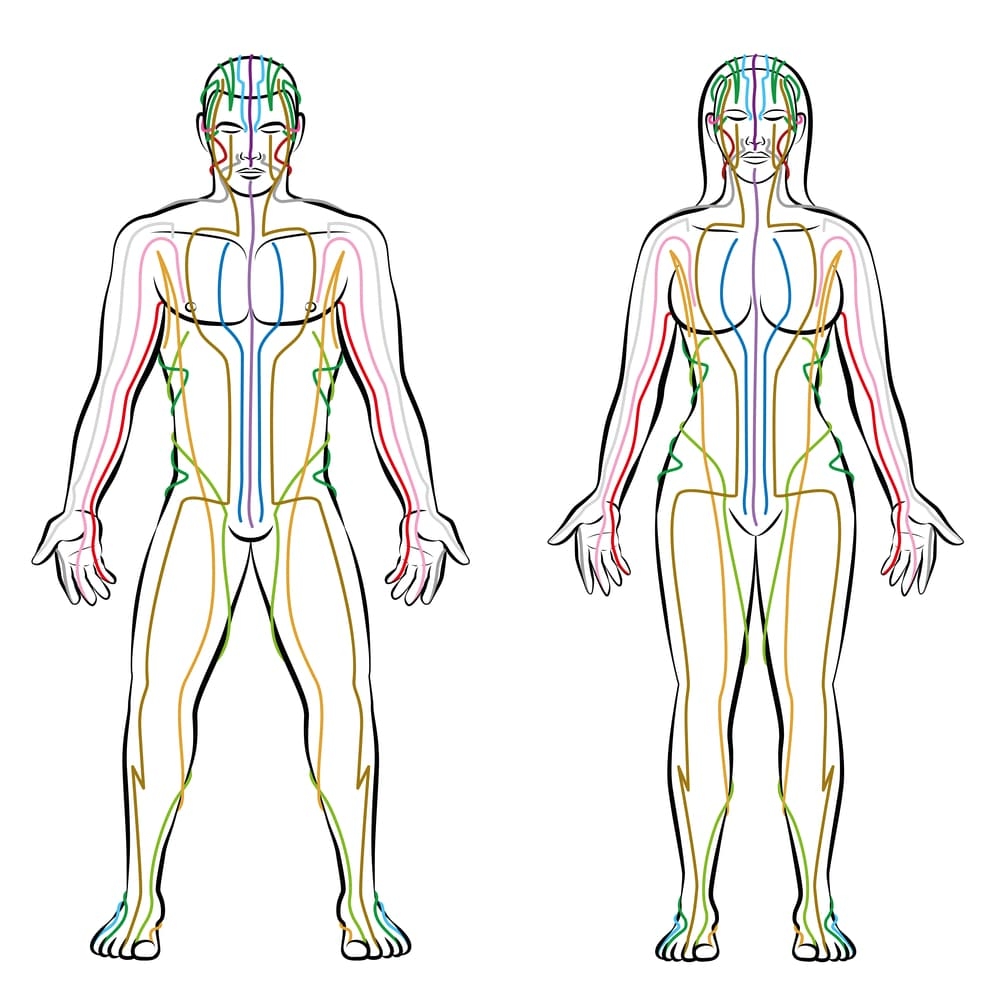 Meridian Tooth Chart Holistic Dental Center New Jersey