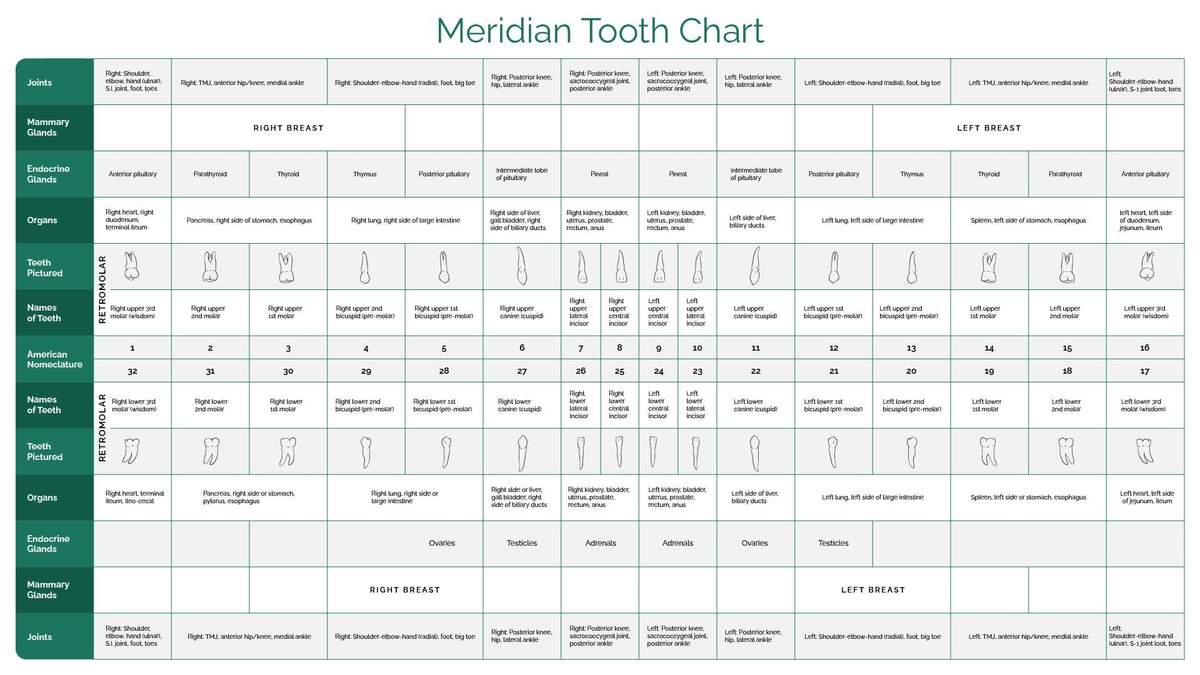 Meridian Tooth Chart Wisconsin S 1 Biological Holistic Dentist