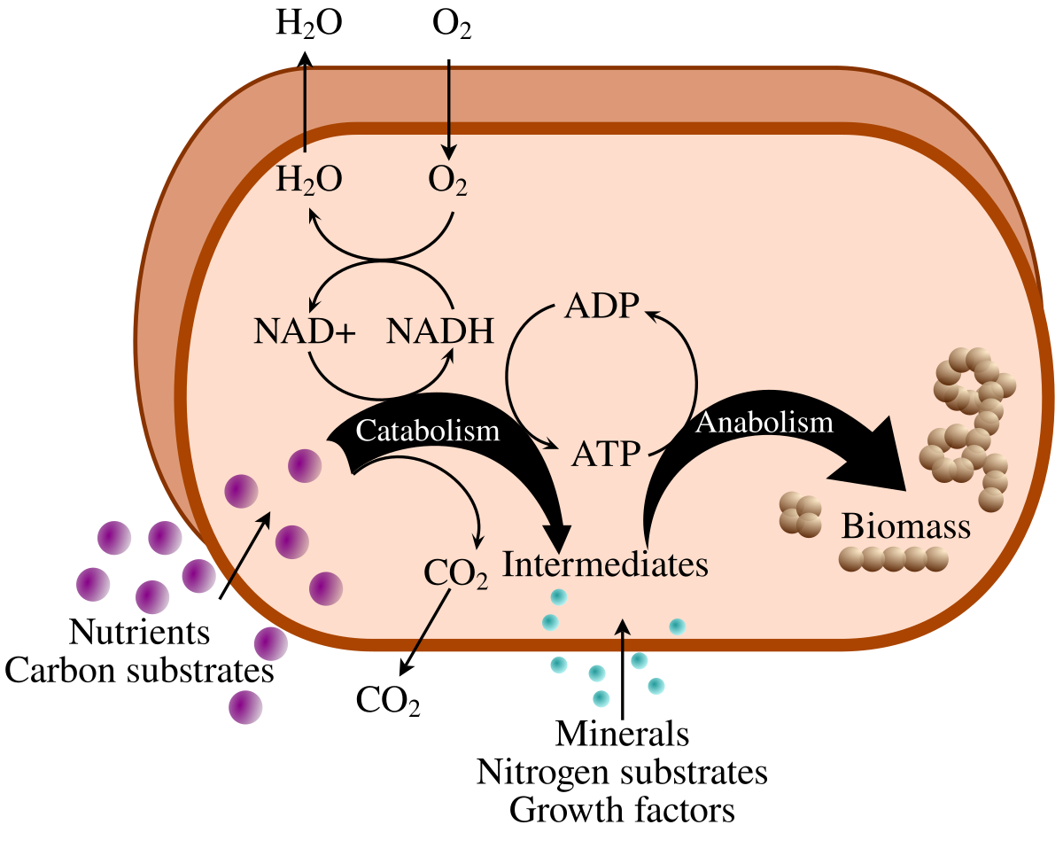 Metabolism Wikipedia Metabolism Wikipedia