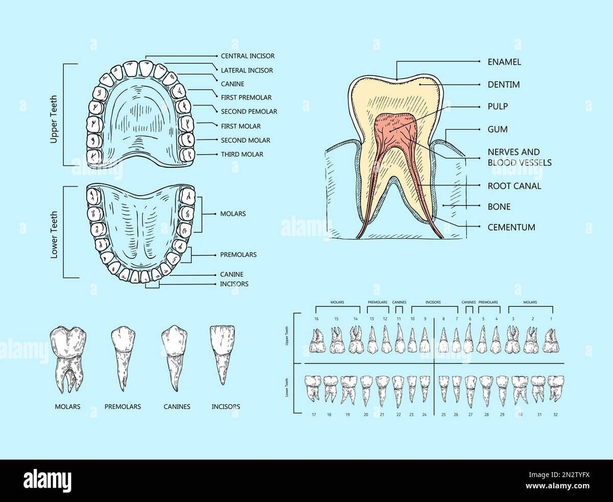Mouth Teeth Diagram Hi Res Stock Photography And Images Alamy Mouth Teeth Diagram Hi Res Stock Photography And Images Alamy