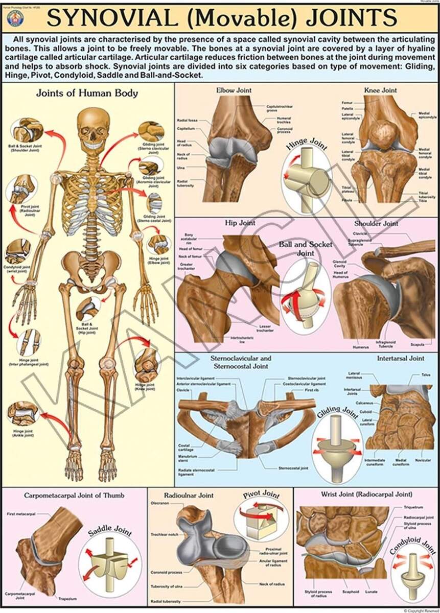 Movable Joints Synovial For Human Physiology Chart At 299 Piece Human Physiology Charts In New Delhi ID 2896531912