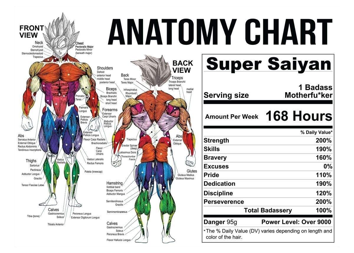 Muscle Anatomy Chart Bodybuilding Gym Workouts Poster Choose Your Size EBay