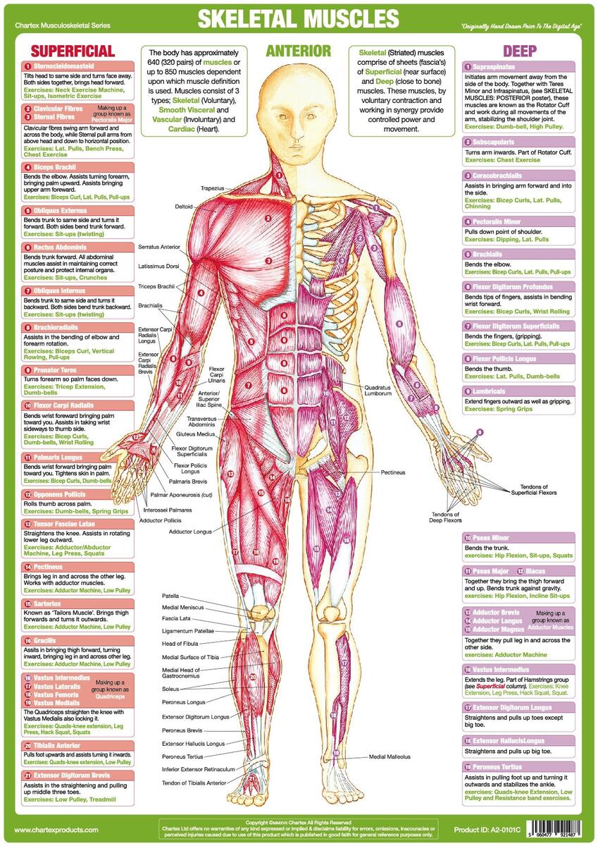 Muscle Anatomy Posters Human Anatomy Charts Etsy Muscle Anatomy Posters Human Anatomy Charts Etsy