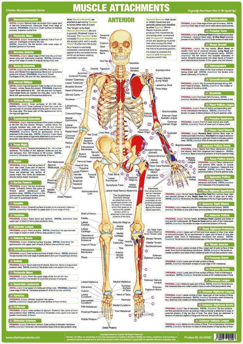 Muscle Anatomy Posters