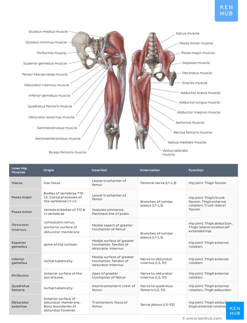 Body Muscles Cut Out Stock Images Pictures Alamy