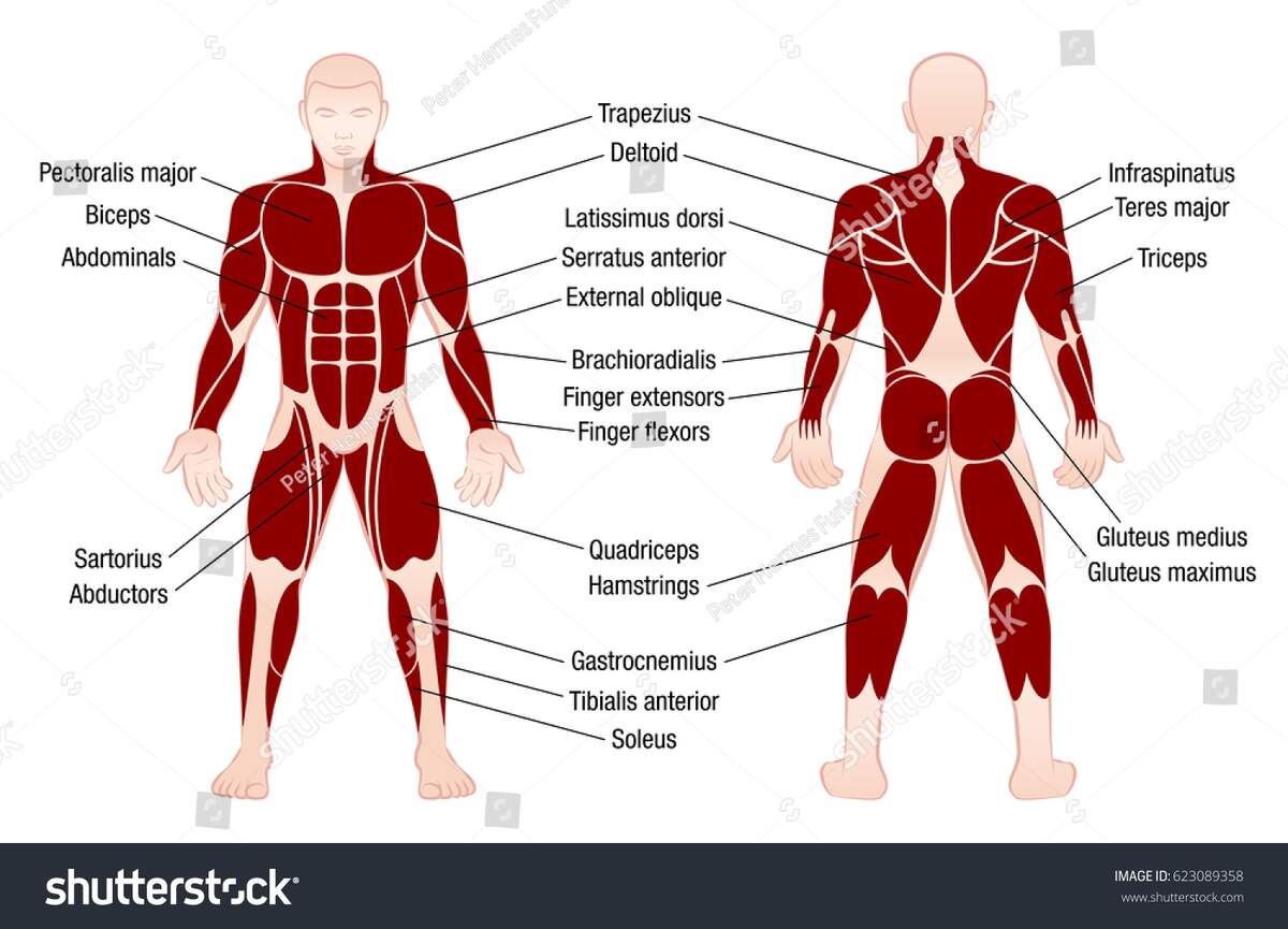 Muscle Chart Accurate Description Most Important Stock Vector Royalty Free 623089358 Shutterstock Muscle Chart Accurate Description Most Important Stock Vector Royalty Free 623089358 Shutterstock