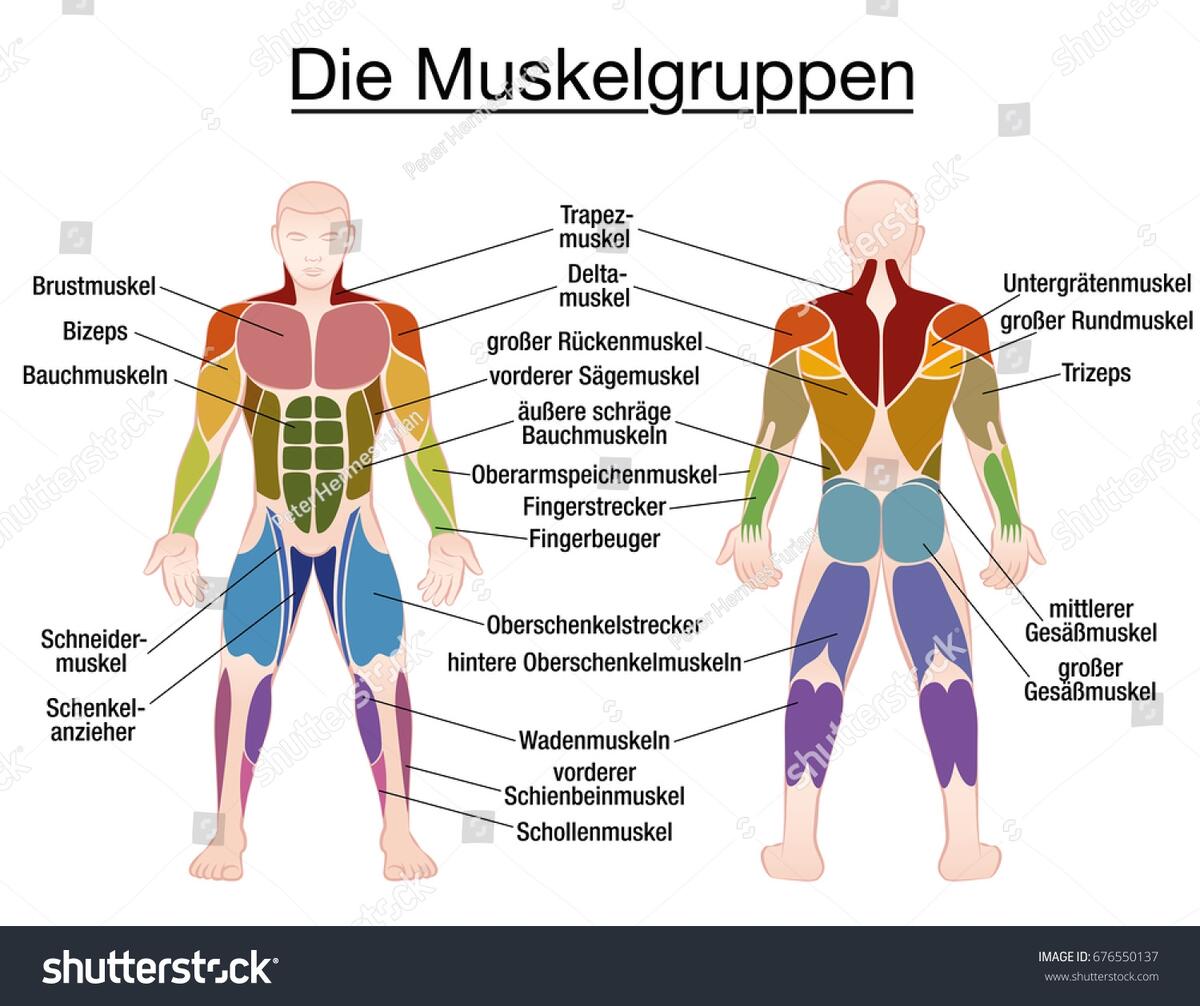 Muscle Chart German Labeling Most Important Stock Vector Royalty Free 676550137 Shutterstock