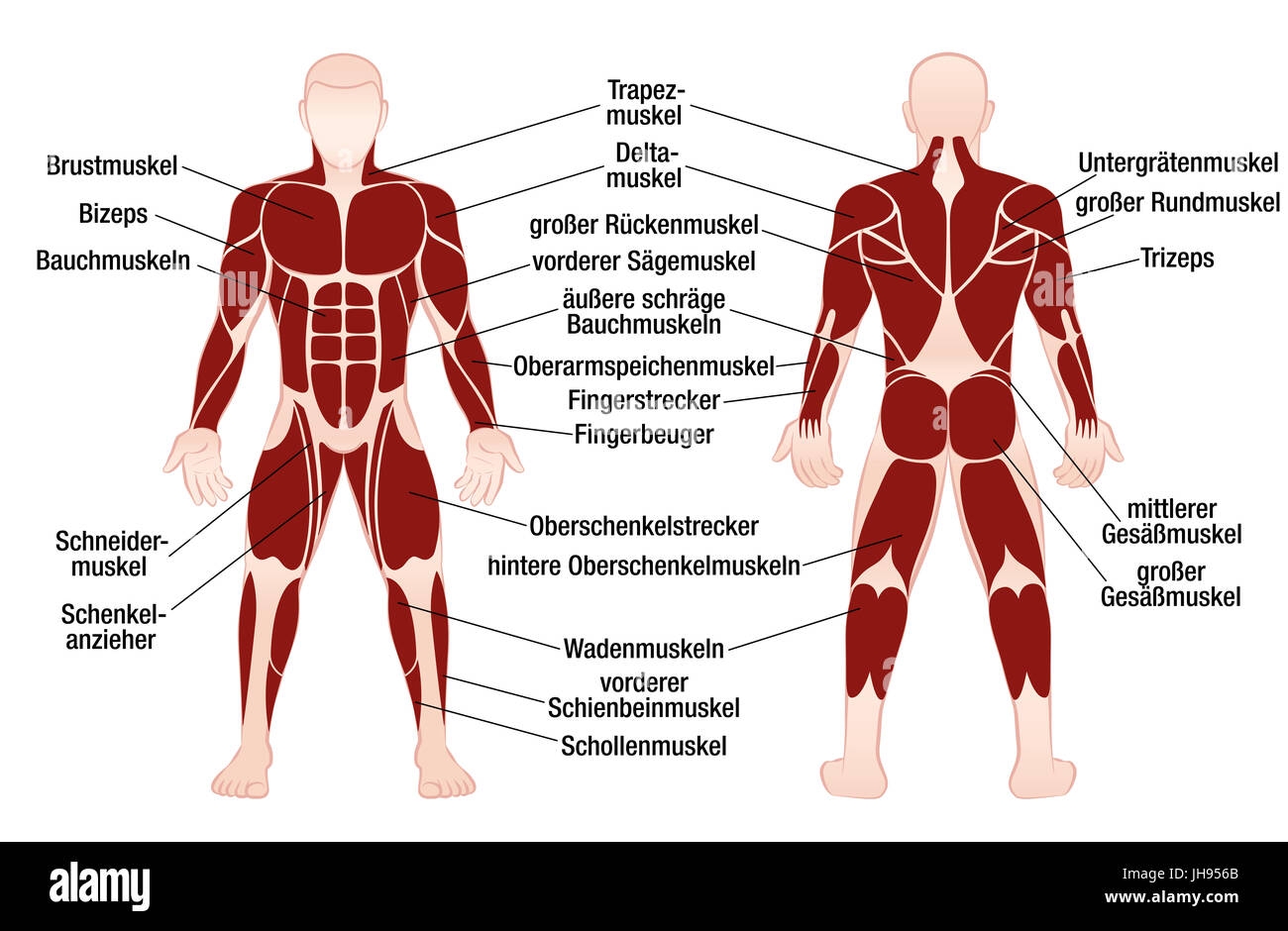 Muscle Chart With German Description Of The Most Important Muscles Of The Human Body Front And Back View Illustration On White Background Stock Photo Alamy