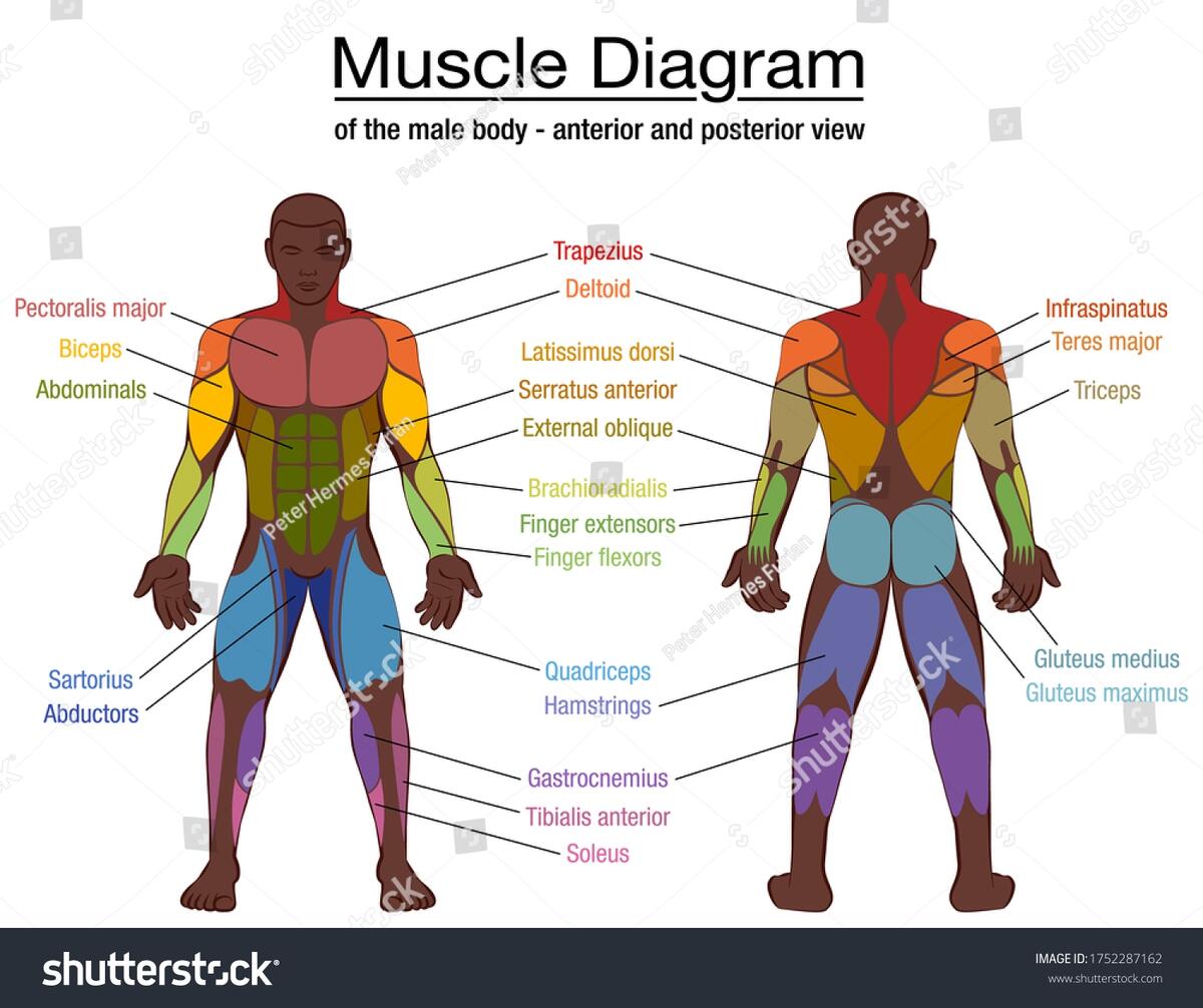 Muscle Diagram Most Important Muscles Athletic Stock Vector Royalty Free 1752287162 Shutterstock