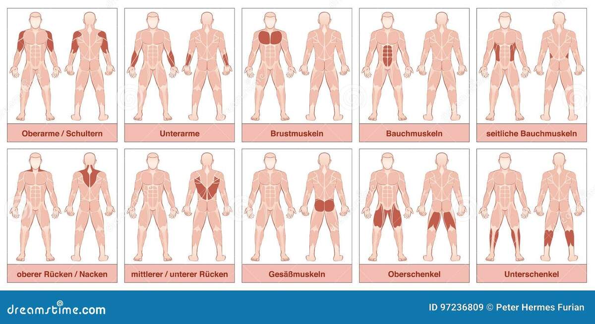 Muscle Groups German Names Chart Stock Vector Illustration Of Group Labeling 97236809