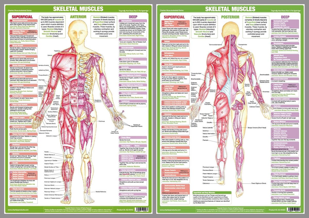 Woman Body Measurement Chart Scheme For Measurement Human Body For Sewing Clothes Female Figure Front And Back Views Template For Dieting Fitness Vector Stock Vector Adobe Stock