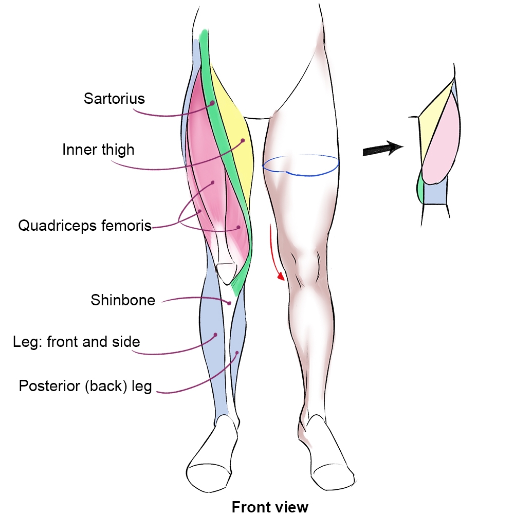 Muscles Of The Human Body Art Rocket Muscles Of The Human Body Art Rocket