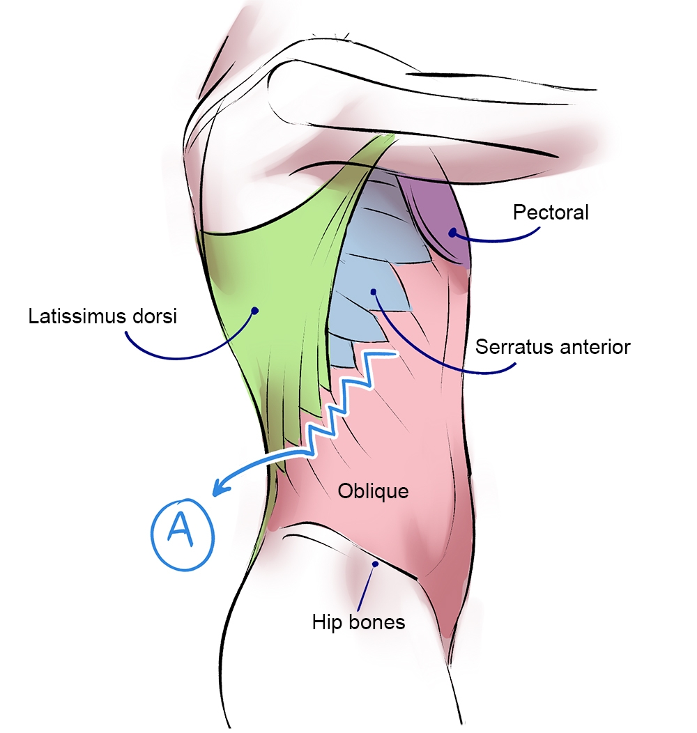 Human Muscle System Functions Diagram Facts Britannica