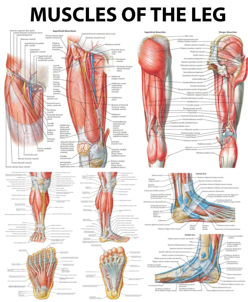 Muscles Of The Leg Poster Human Anatomy Chart Of Thigh Calf Foot Medical PDF Download Etsy