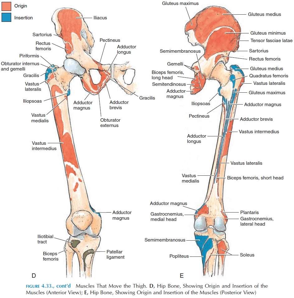 Muscles Of The Lower Limb Origin And Insertion Of Muscles