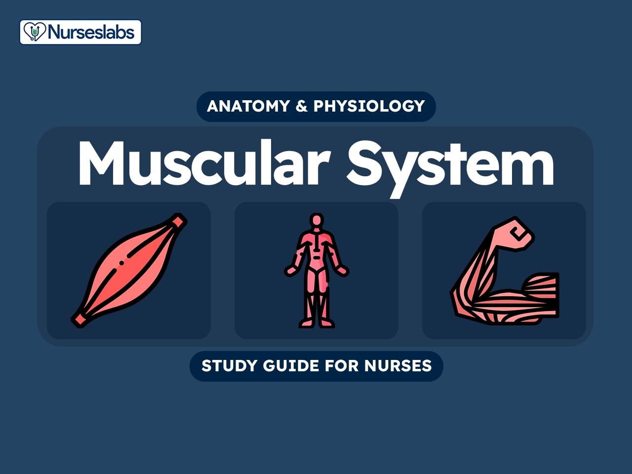 Muscular System Anatomy And Physiology Nurseslabs Muscular System Anatomy And Physiology Nurseslabs