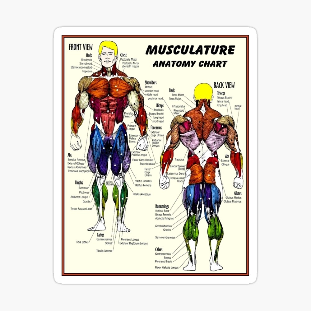 MUSCULATURE Body Building Anatomy Chart Print Socks For Sale By Posterbobs Redbubble