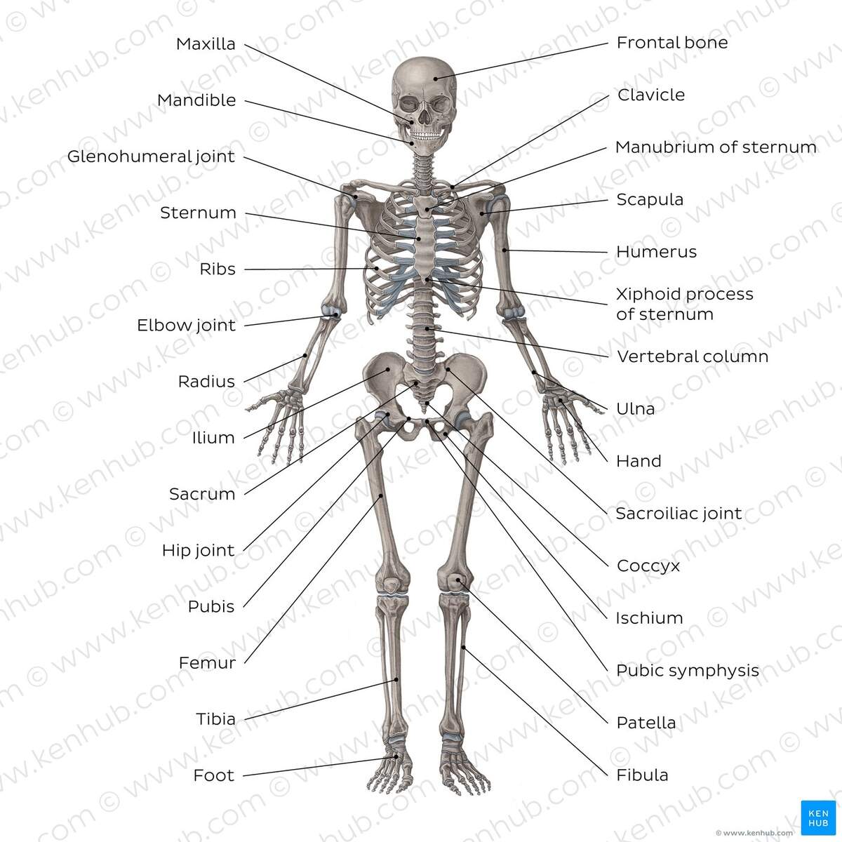 Musculoskeletal System Main Bones Joints Muscles Kenhub