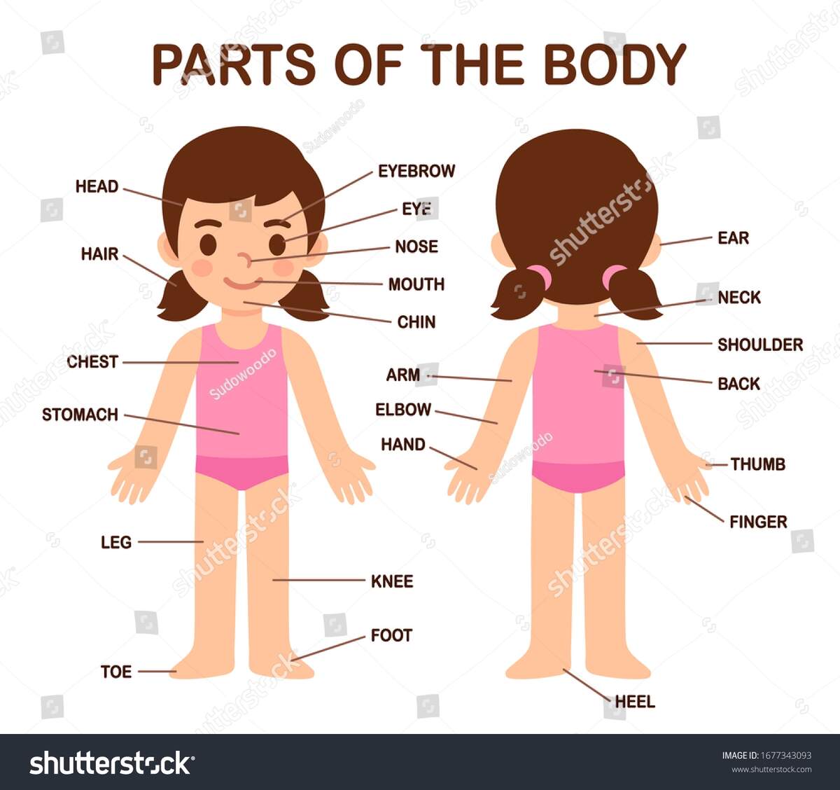 My Body Human Body Parts Diagram Stock Vector Royalty Free 1677343093 Shutterstock My Body Human Body Parts Diagram Stock Vector Royalty Free 1677343093 Shutterstock