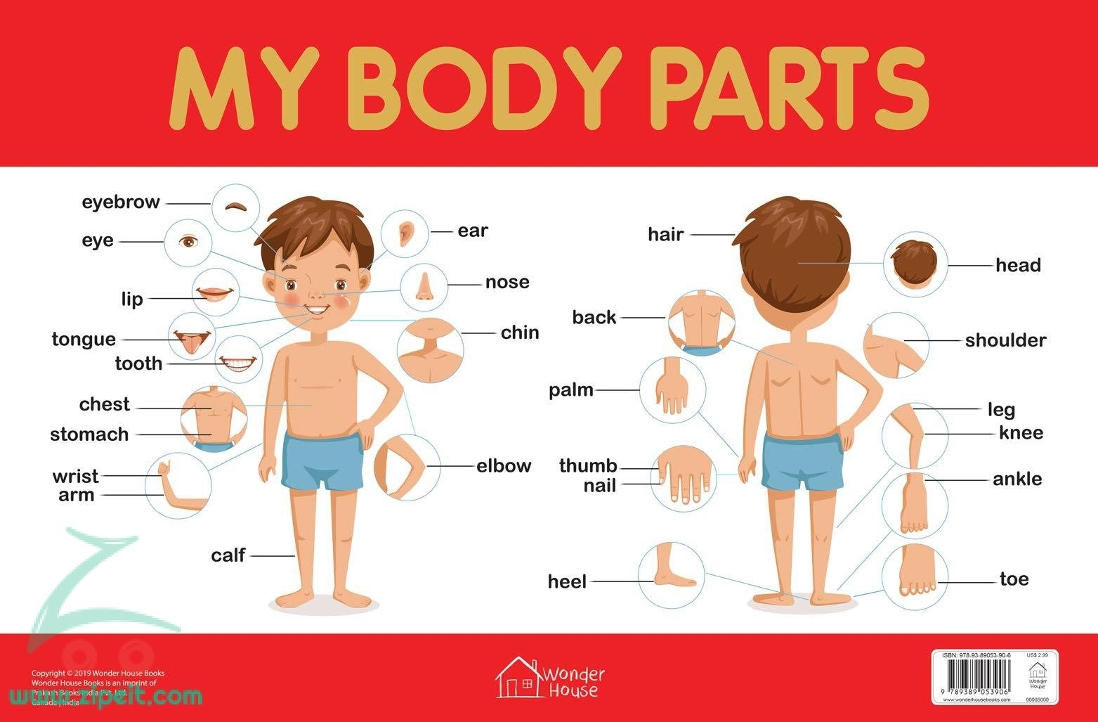 My Body Parts Chart Shop Products Online At Best Price Offers Zipe It
