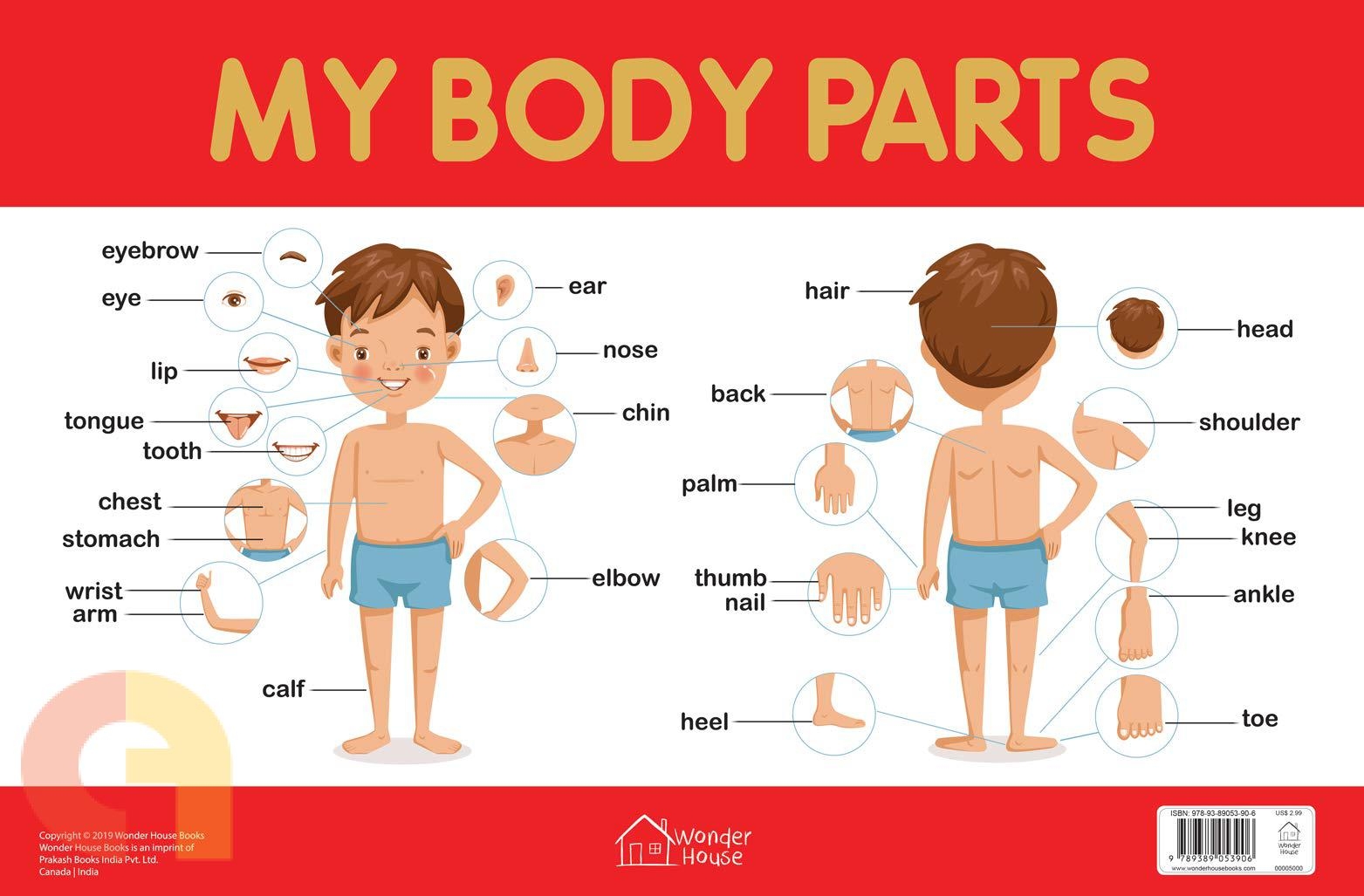 My Body Parts Chart Wonder House Books Buy Tamil English Books Online CommonFolks